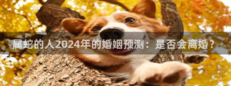 尊龙时凯2登录地址：属蛇的人2024年的婚姻预测：是否会离婚？